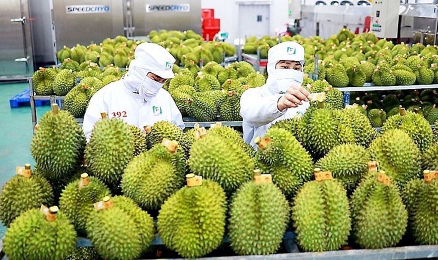 SẦU RIÊNG THÁI - VIỆT MẮC KẸT TẠI TRUNG QUỐC, MALAY - INDO TẬN DỤNG TÌNH HÌNH 
